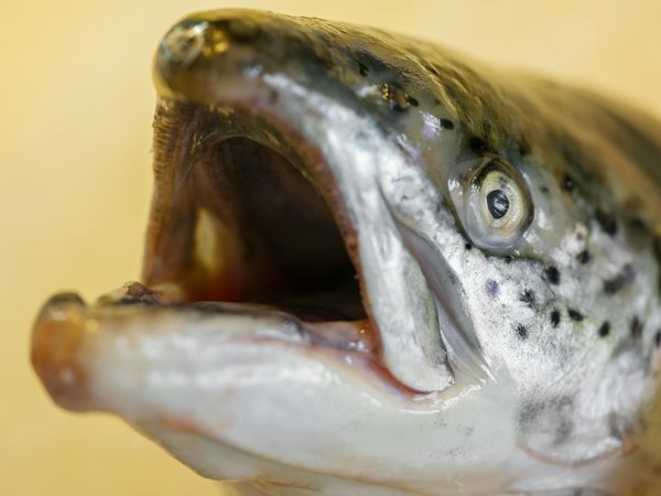 Les Bienfaits de la Relaxation Musculaire Progressive sur votre Santé Mentale : Découvrez Comment Elles Peuvent Transformer Votre Esprit